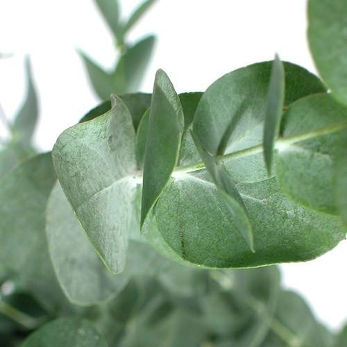 Eucalyptus essential oil from plant